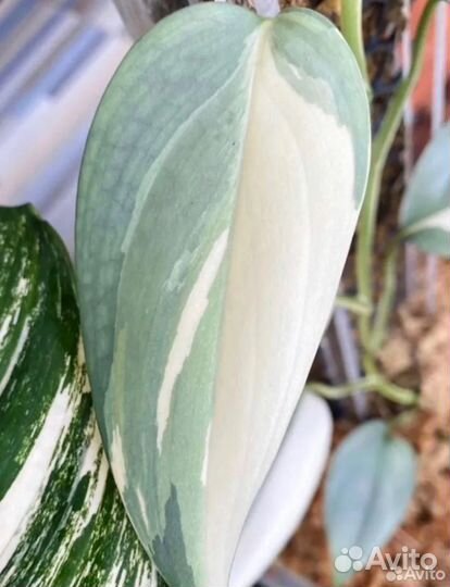 Сциндапсус блю Альба сильвер