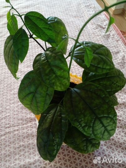 Клеродендрум