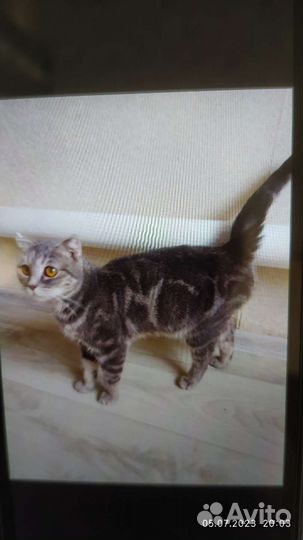 Отдам в добрые руки малышек