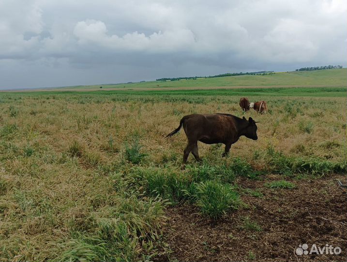 Телки и коровы на мясо