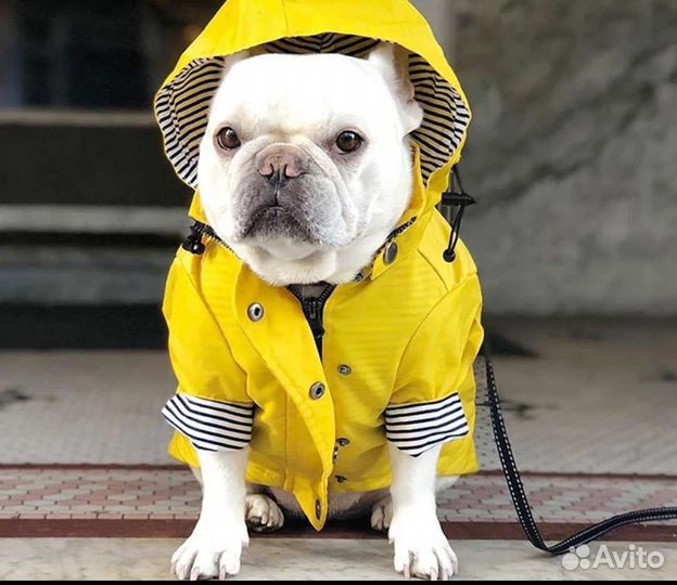 Дождевик для собаки средней породы
