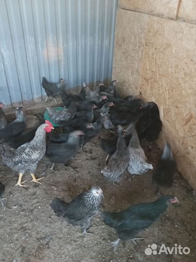 Куры доминант