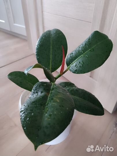 Фикус каучуконосный эластика очень крупные листья