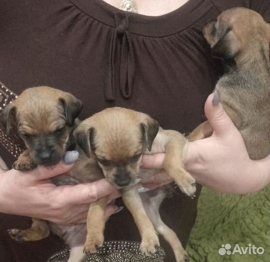 Мини той-терьер щенки