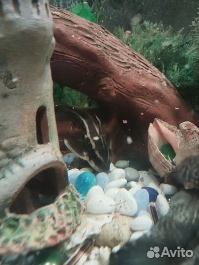 Аквариумные рыбки