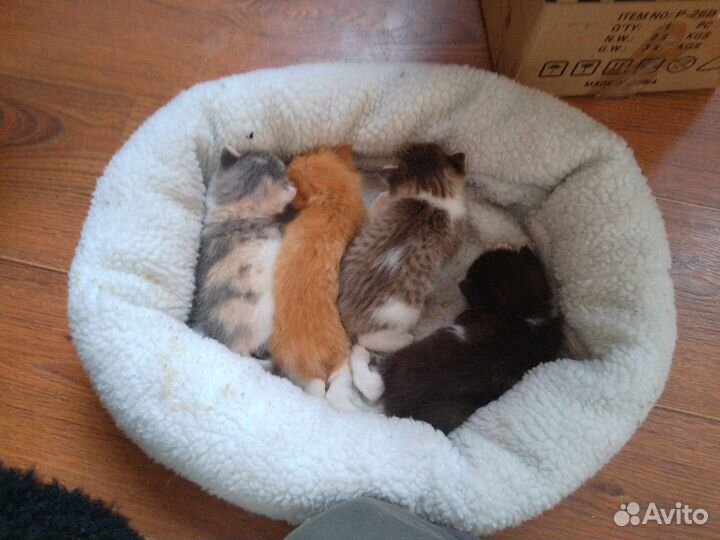 Котята 3 недели