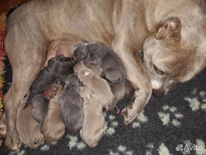 Американские булли Питомник