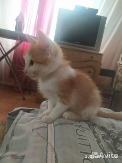 Рыжий парень в добрые руки