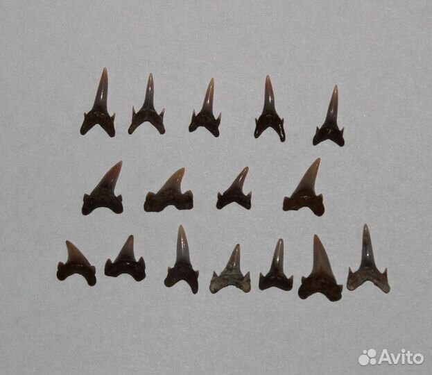 Зубы Древних Акул (небольшие)