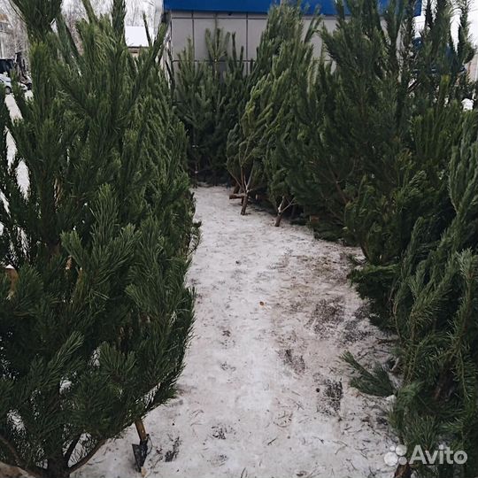 Новогодние елки