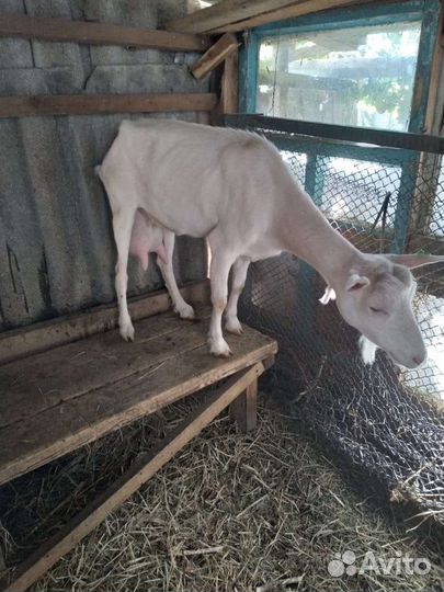 Коза дойная