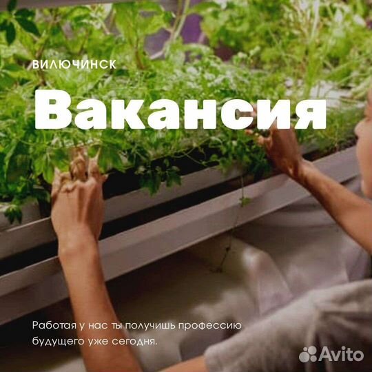 Помощнца на сити-ферму