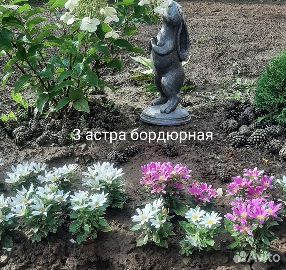 Растения цветы для сада