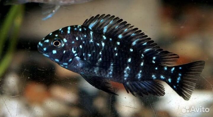 Трофеус звездчатый