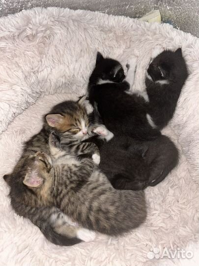 Котята в добрые руки
