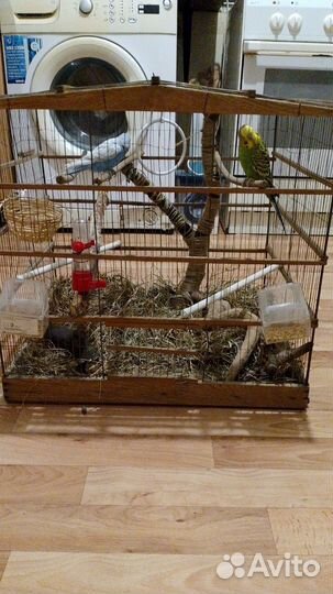 Волнистый попугай