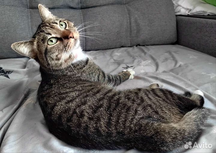 Котик в добрые руки