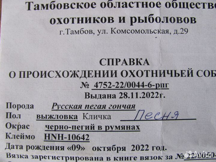 Русская пегая гончая