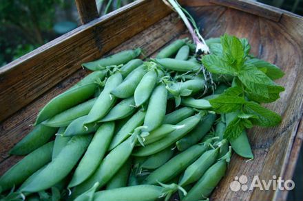 Семена гороха