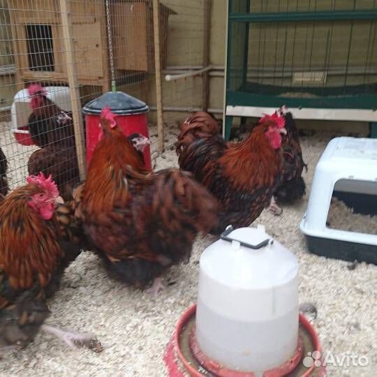 Куры несушки