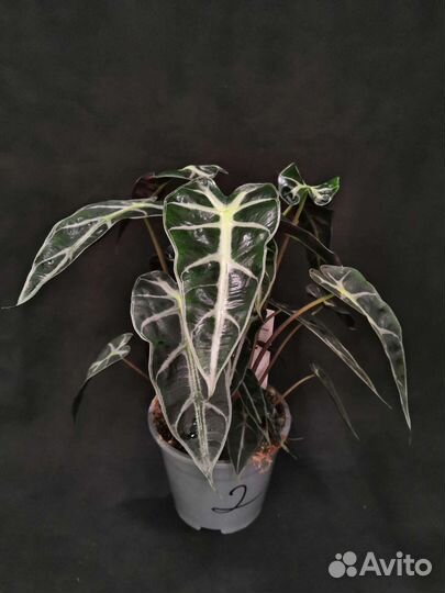 Алоказия бамбино 14/35