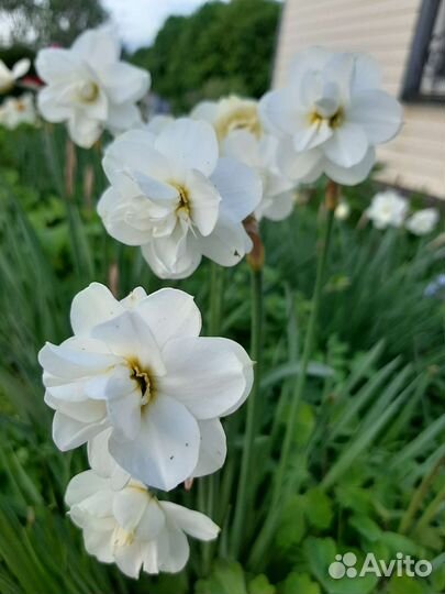 Луковицы нарциссов