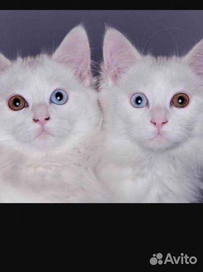 Разноглазые котята