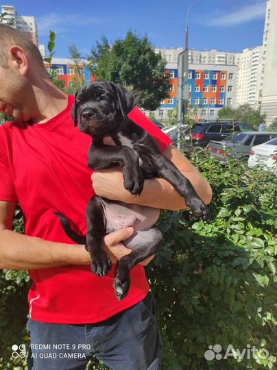 Щенки Кане Корсо