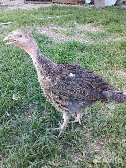 Индюки индюшата