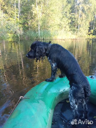 Русский охотничий спаниель вязка