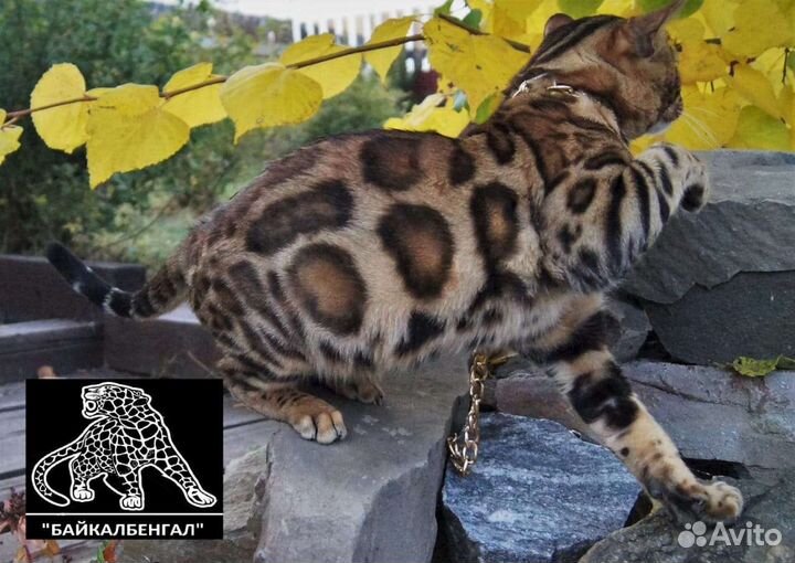 Бенгальский кот. Вязка