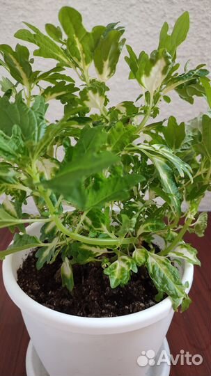 Продам колеусы