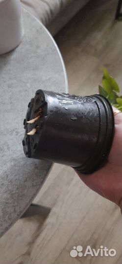 Сингониум ред спот триколор