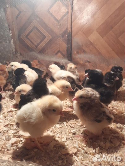 Цыплята несушки подрощенные маю заказы на бролера