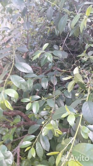 Саженцы Владимирской вишни(2-х г.) Черешня жёлтая