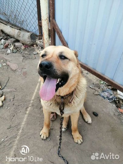 Гурдбасар кобель вязка