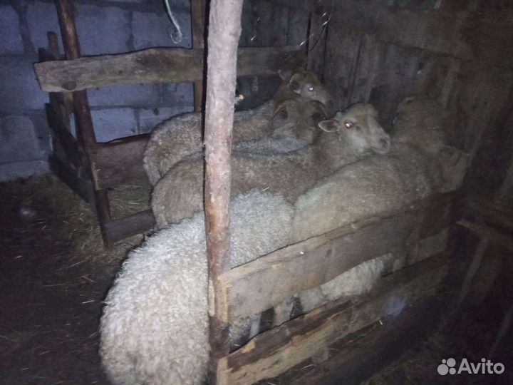 Овцы бараны ягнята