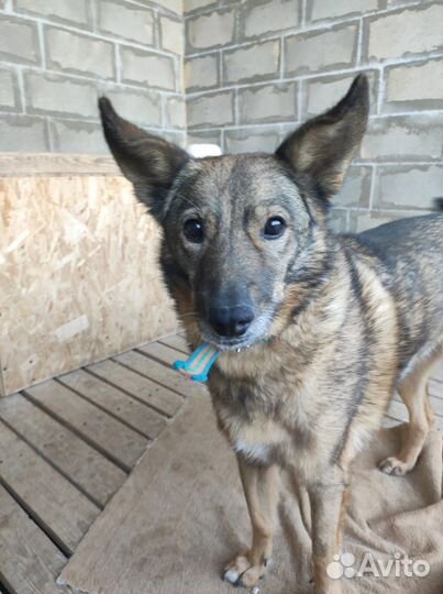 Марта ищет дом