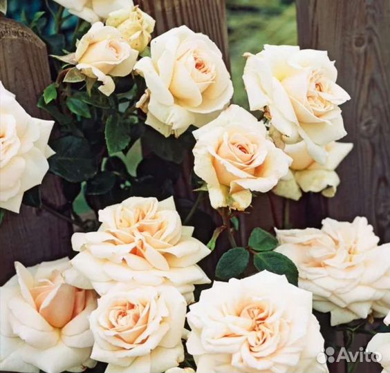 Саженцы плетистых роз Пенни Лейн осень 2023г