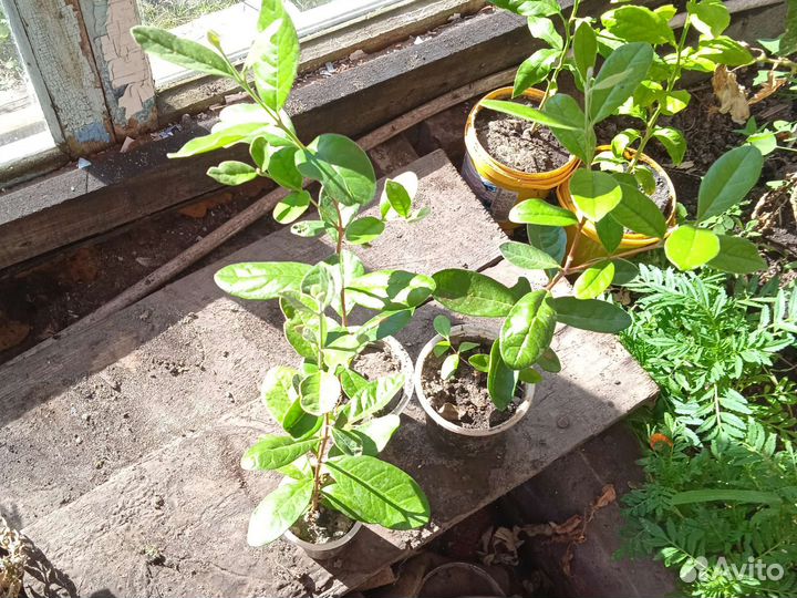 Саженцы фейхоа