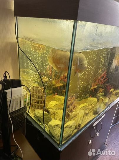 Аквариум