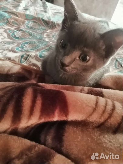 Котики бесплатно