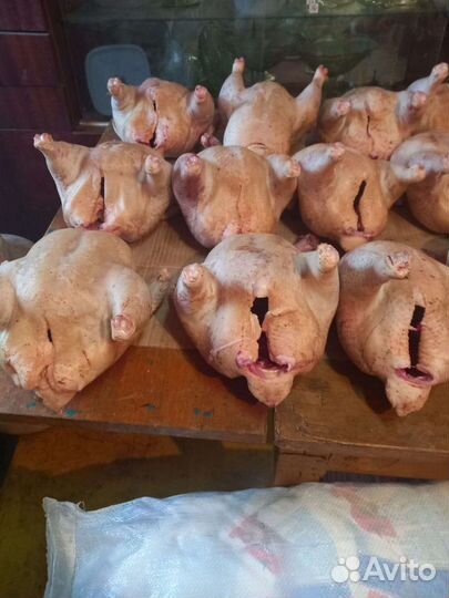 Куры бройлеры