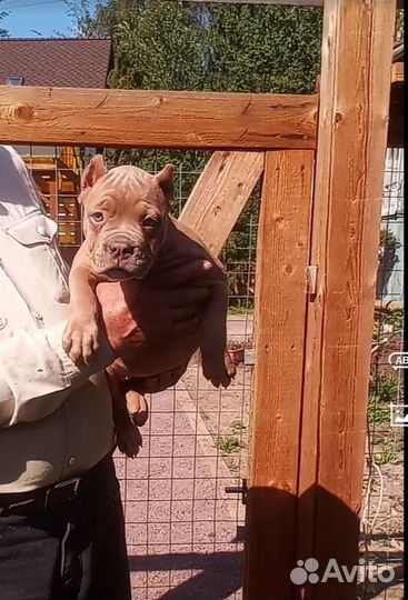 Американский булли покет