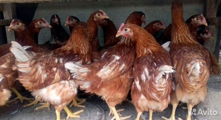 Куры молодки несушки