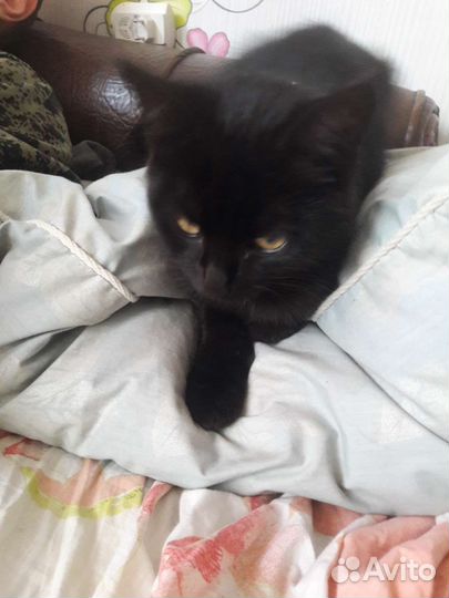 Кошка в дар