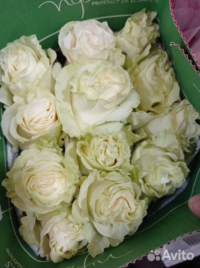 Розы Эквадор 199