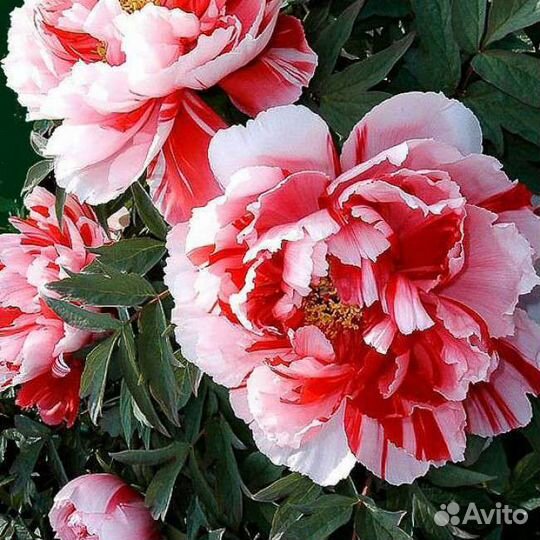 Саженцы древовидного пиона