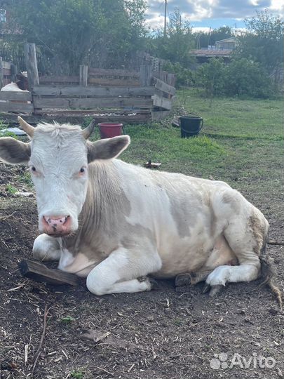 Телки 1,8и 1,9лет