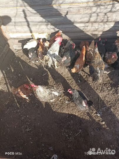 Петухи доминанты